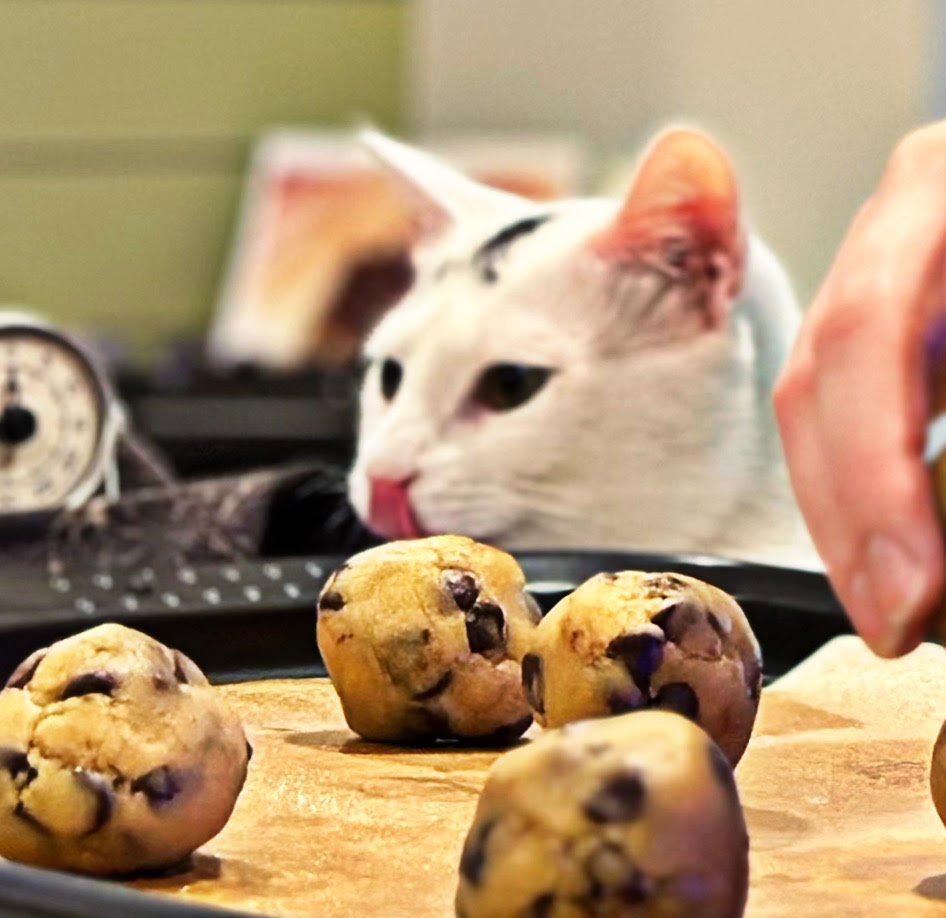 Little Mouse Bakery’s resident cat